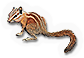 Hopi Chipmunk