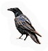 Crow