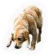 Labrador