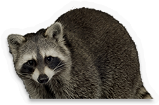 Raccoon