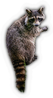 Raccoon