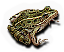 Northern Leopard Frog