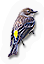 Yellow Rumped Warbler