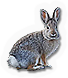 Mountain Cottontail