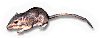 Baileyi Pocket Mouse