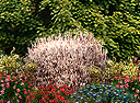 HOT-flowers