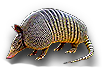 Armadillo