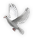 Dove