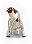 Jack Russell