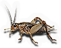 Cricket