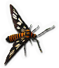 Wasp Moth