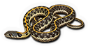 Black Necked Garter Snake