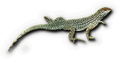 Toed Lizard