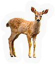Fawn