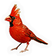 Northern Cardinal