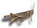 Bird Grasshopper