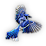 Bluejay