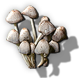 Fungi