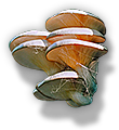 Fungi