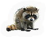 Raccoon